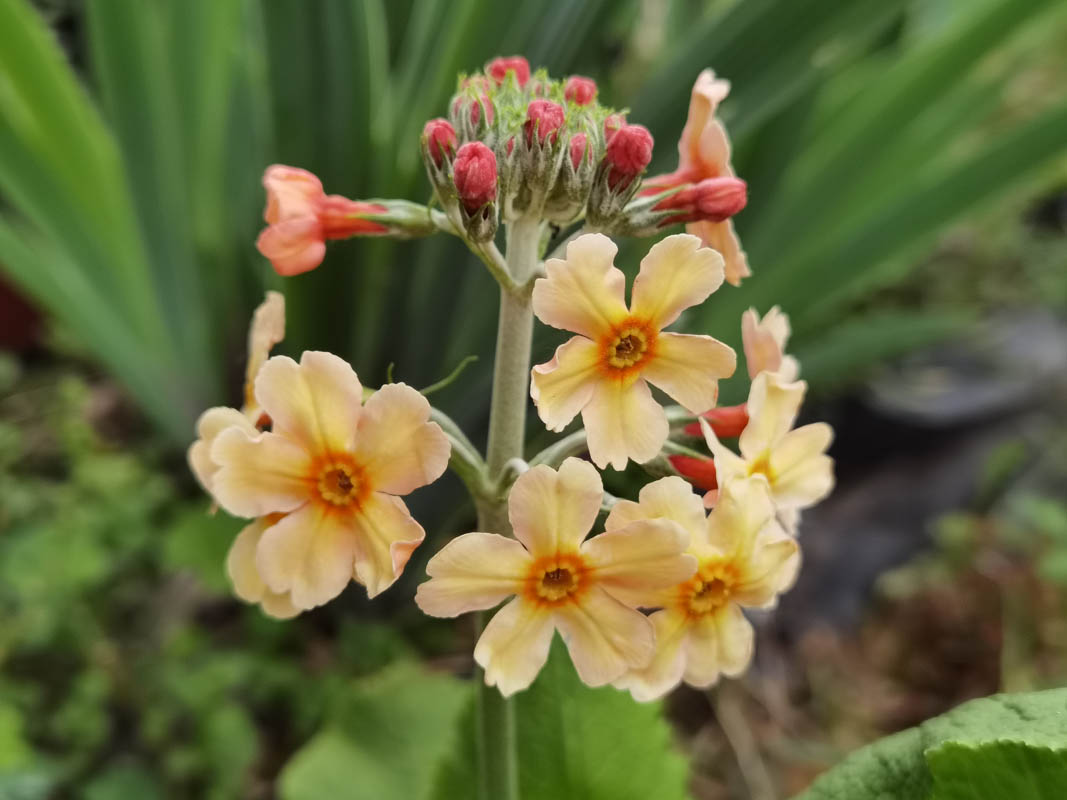 Primula 'Oriental Sunrise'